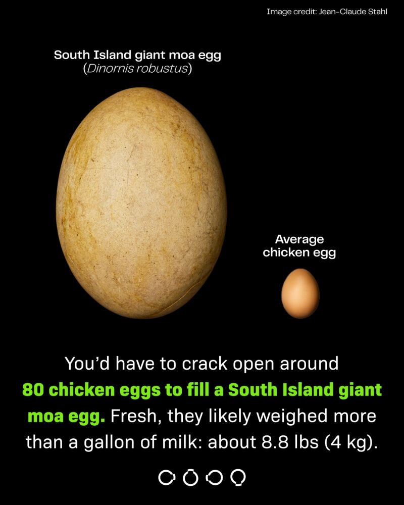 The Company Trying to Bring Back the Mammoth Just Hatched Chicks Using 3D Printed Eggs3DPrint.com | Additive Manufacturing Business 2 1779461259601 NiRFlC