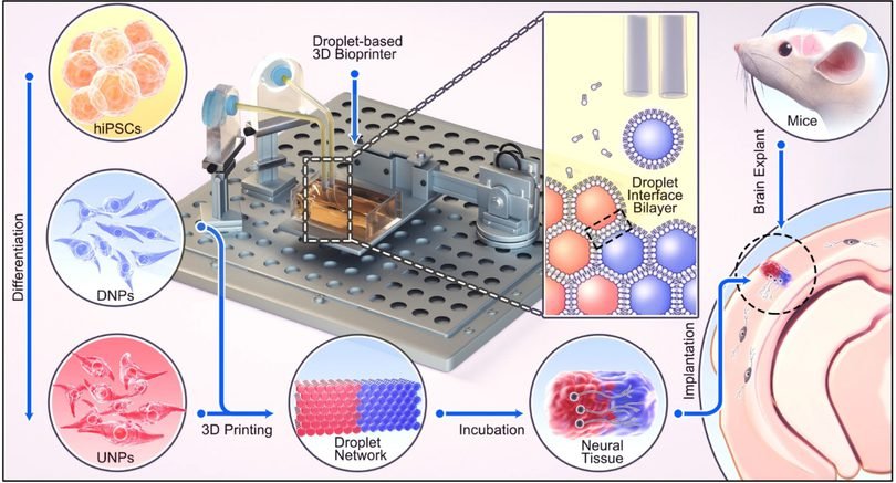 Oxford Researchers Say 3D Printing Is Getting Better at Building Brain Tissue, But Not Fixing It Yet3DPrint.com | Additive Manufacturing Business 2 3D brain repair overview aXKtBn