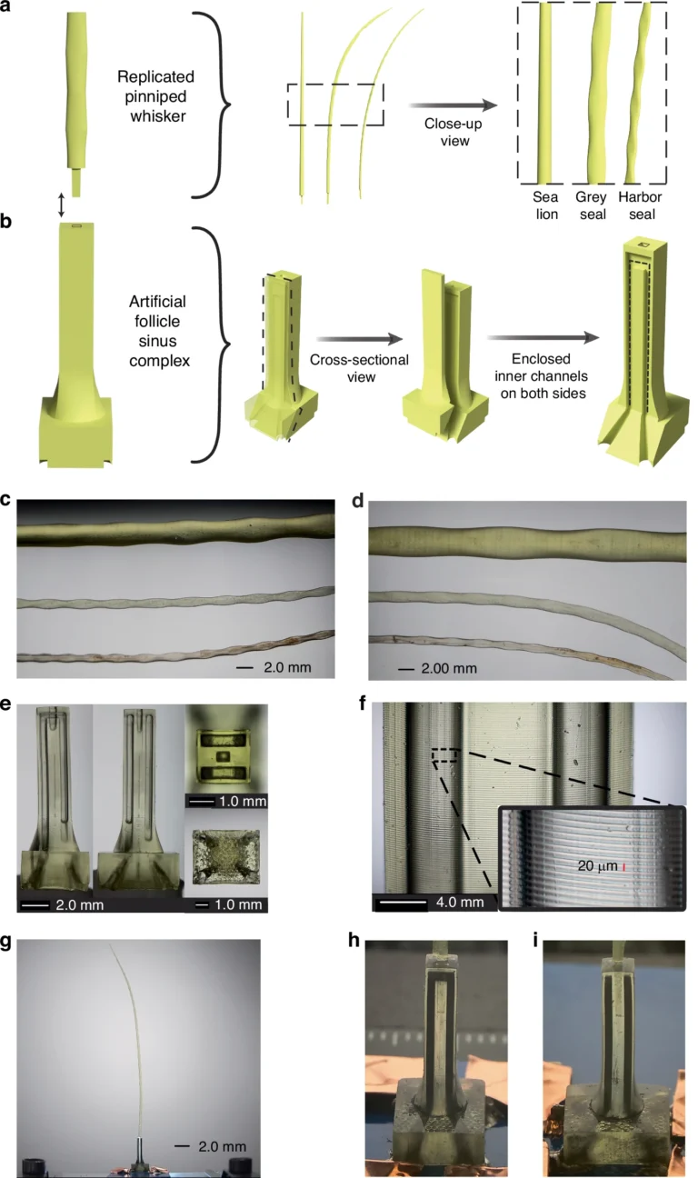 Scientists Use BMF to 3D Print Seal Whiskers That Track Prey Long After It’s Gone3DPrint.com | Additive Manufacturing Business 27 41378 2026 1317 Fig2 HTML.png OmyLUU